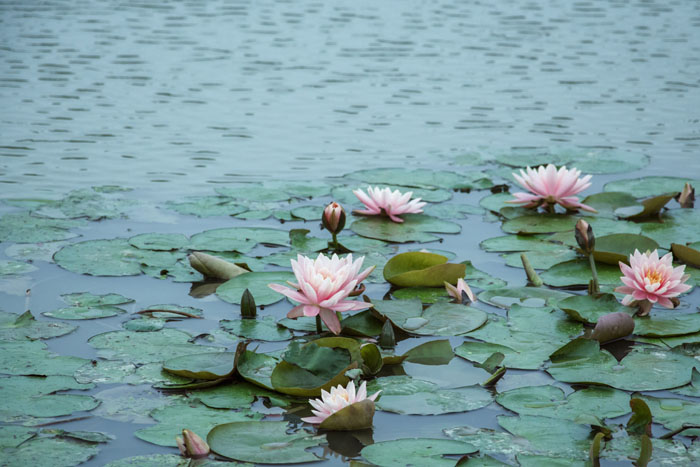 西奧多公益植樹(shù)活動(dòng)